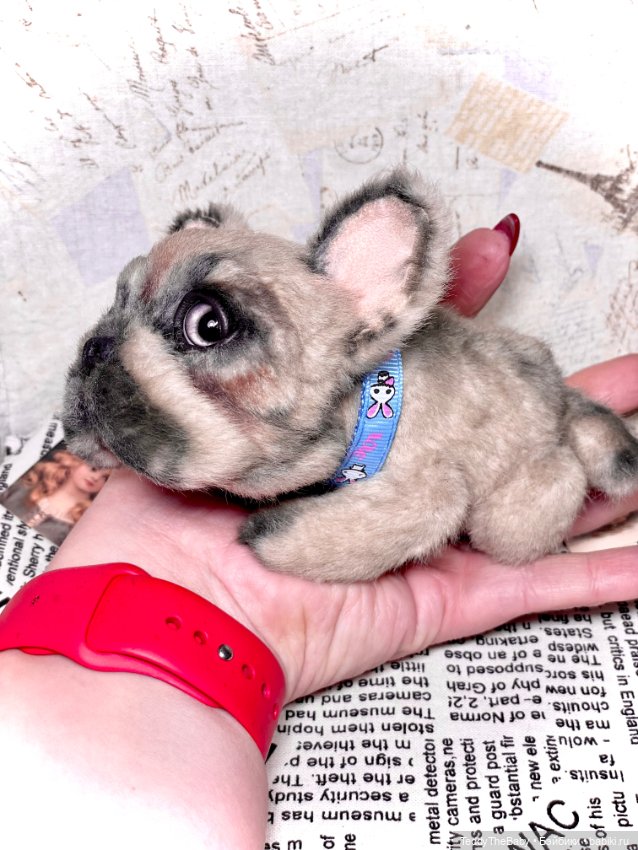 Рокси 🐶 — Реалистичные игрушки и звери (Натюр): собаки