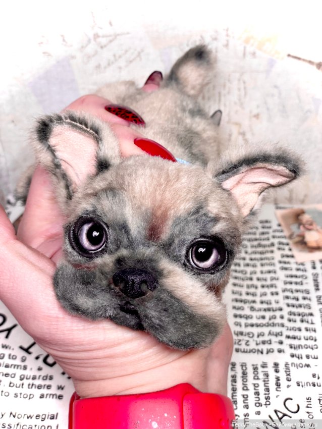 Рокси 🐶 — Реалистичные игрушки и звери (Натюр): собаки