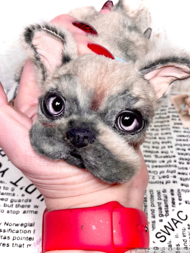 Рокси 🐶 — Реалистичные игрушки и звери (Натюр): собаки