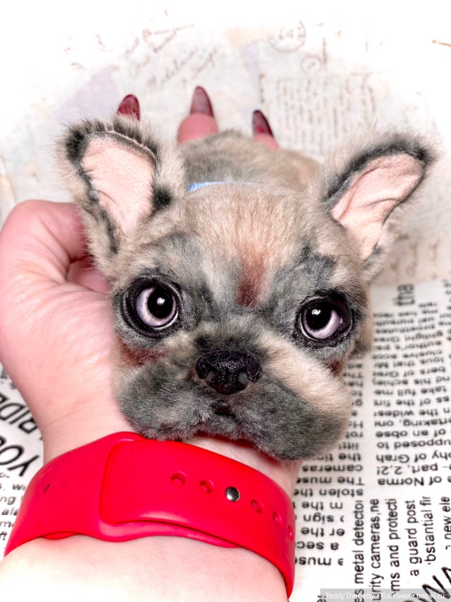 Рокси 🐶 — Реалистичные игрушки и звери (Натюр): собаки