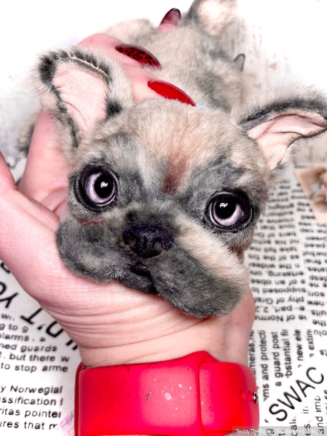 Рокси 🐶 — Реалистичные игрушки и звери (Натюр): собаки (фото 6)