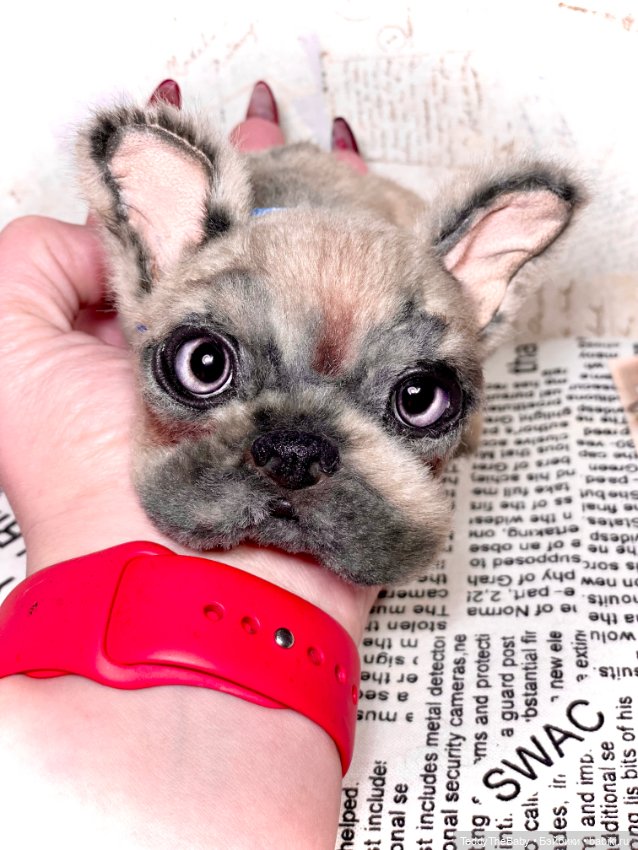 Рокси 🐶 — Реалистичные игрушки и звери (Натюр): собаки