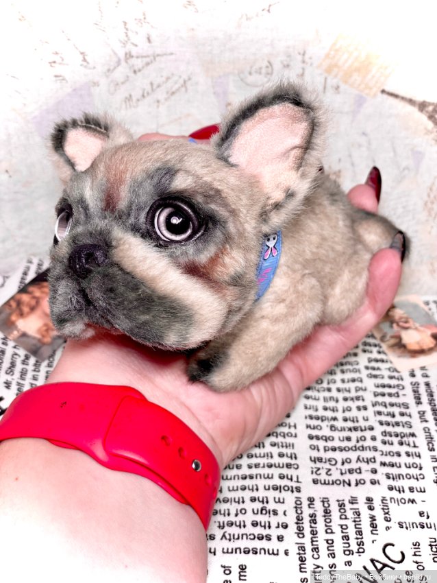 Рокси 🐶 — Реалистичные игрушки и звери (Натюр): собаки