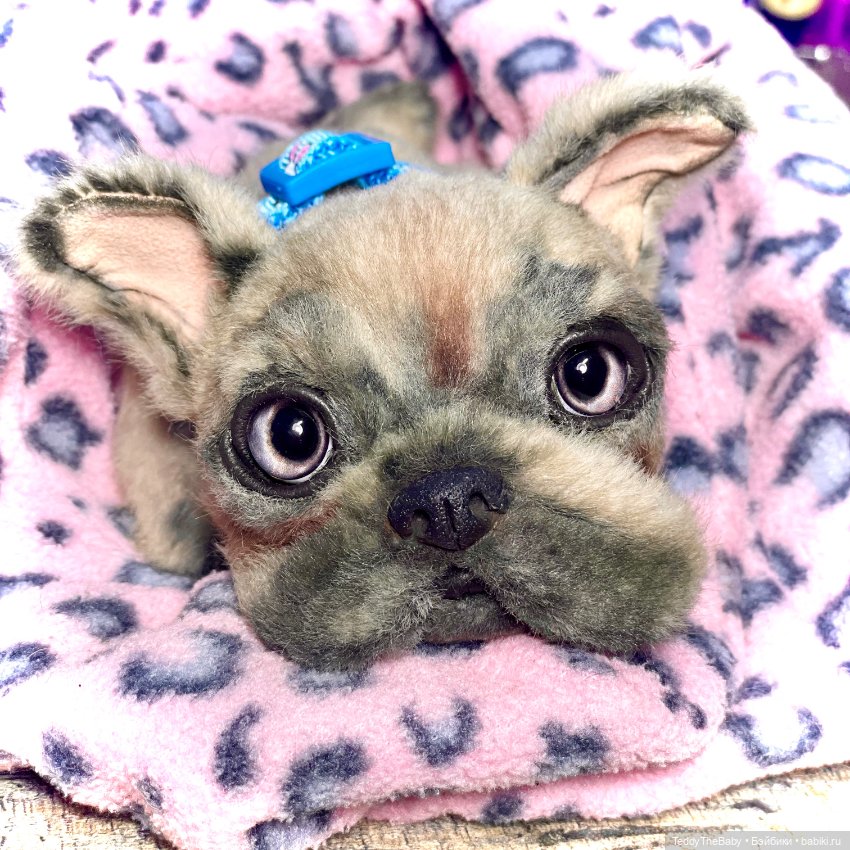 Рокси 🐶 — Реалистичные игрушки и звери (Натюр): собаки (фото 5)