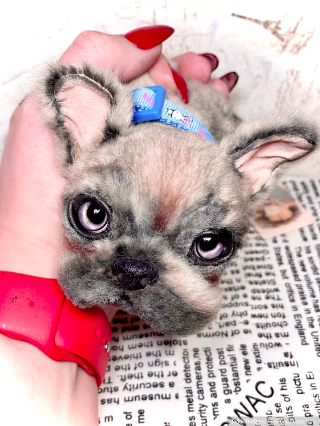 Рокси 🐶 — Реалистичные игрушки и звери (Натюр): собаки