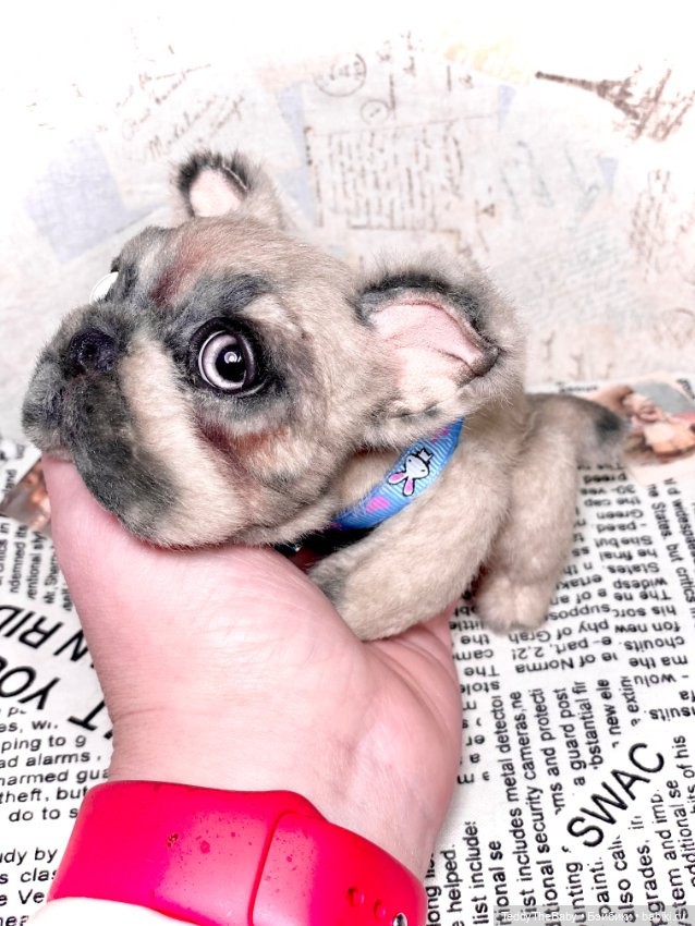 Рокси 🐶 — Реалистичные игрушки и звери (Натюр): собаки