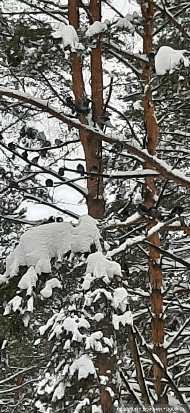 Пойдём смотреть елку — Куклы Dart dolls (Анна Шиткина): российские BJD (БЖД) (фото 3)