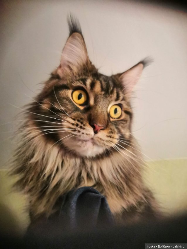 Кот и ёлка — Интересные игрушки и фигурки (разное): редкие