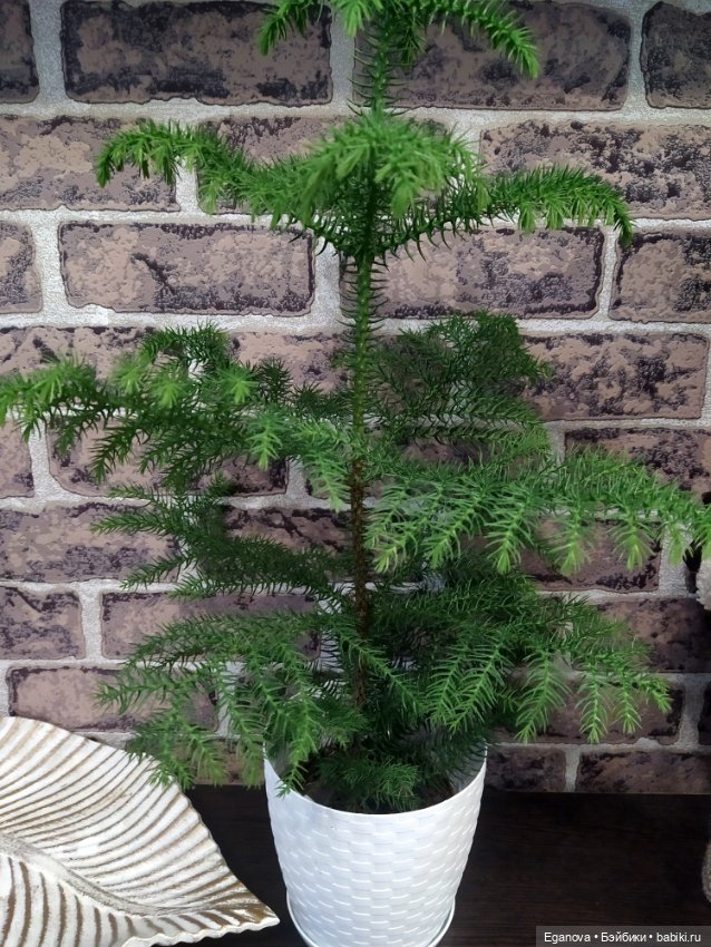 Как гармонично смотрится с ёлкой 🤣 (фото 2)