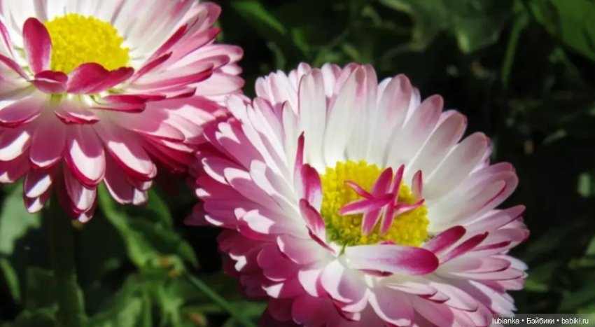 Назад, в июнь 🌸💮🌞 — Винтажные куклы ГДР (Немки): Бигги