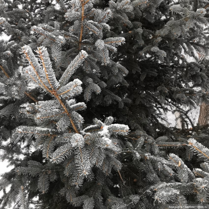 Паолочки + иней + зимний парк