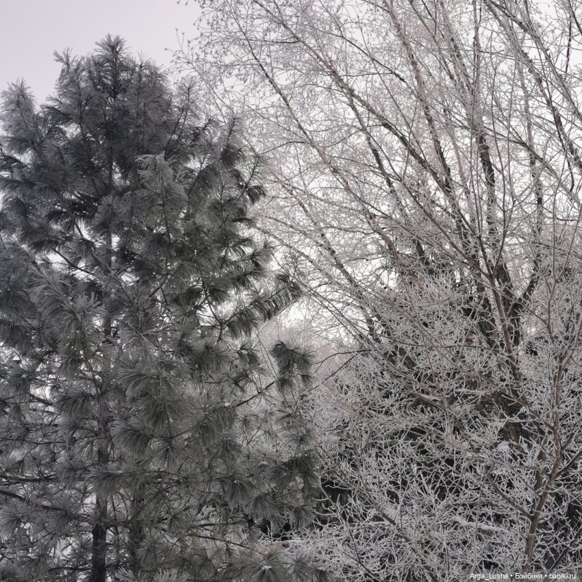 Паолочки + иней + зимний парк (фото 3)