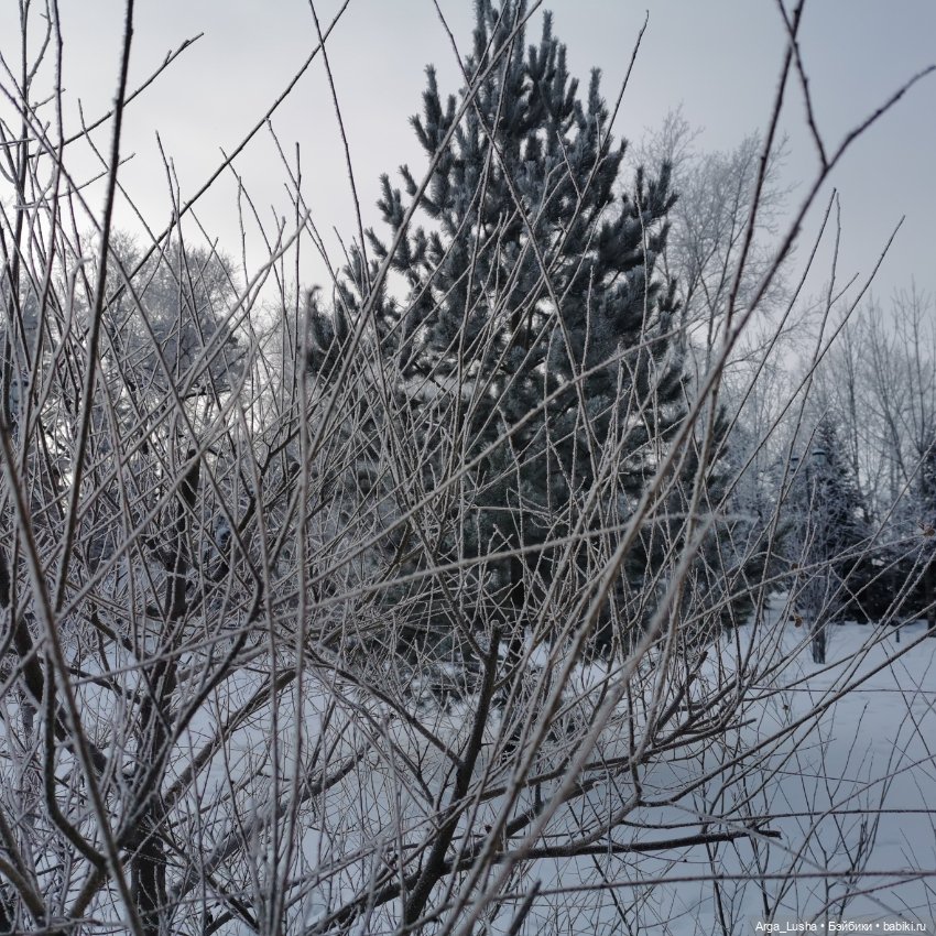 Паолочки + иней + зимний парк