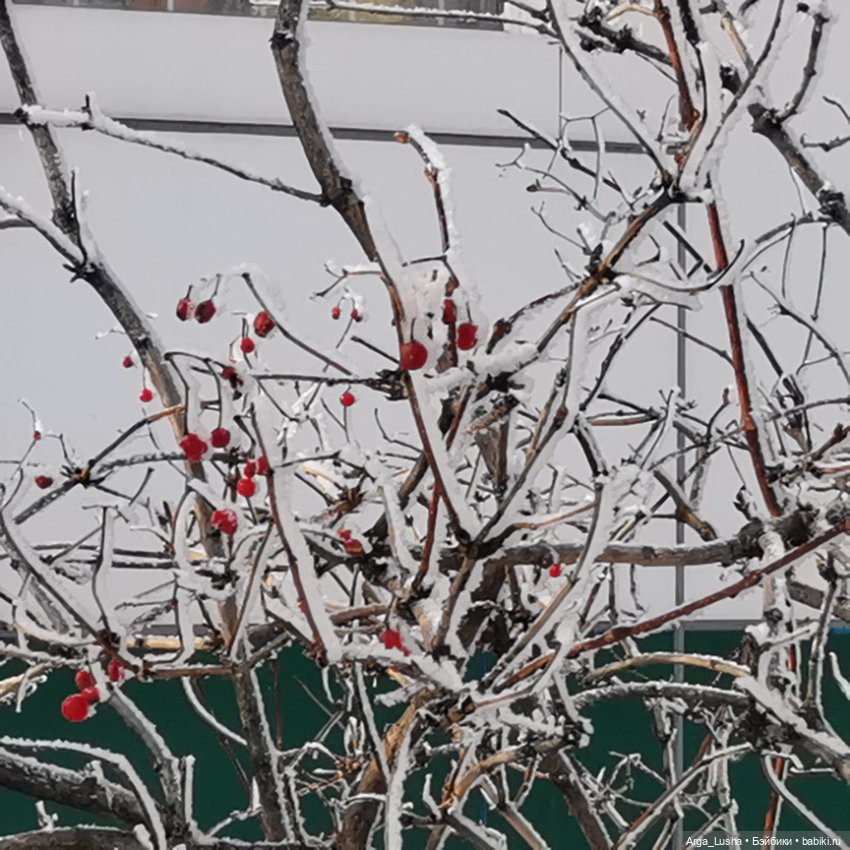 Паолочки + иней + зимний парк