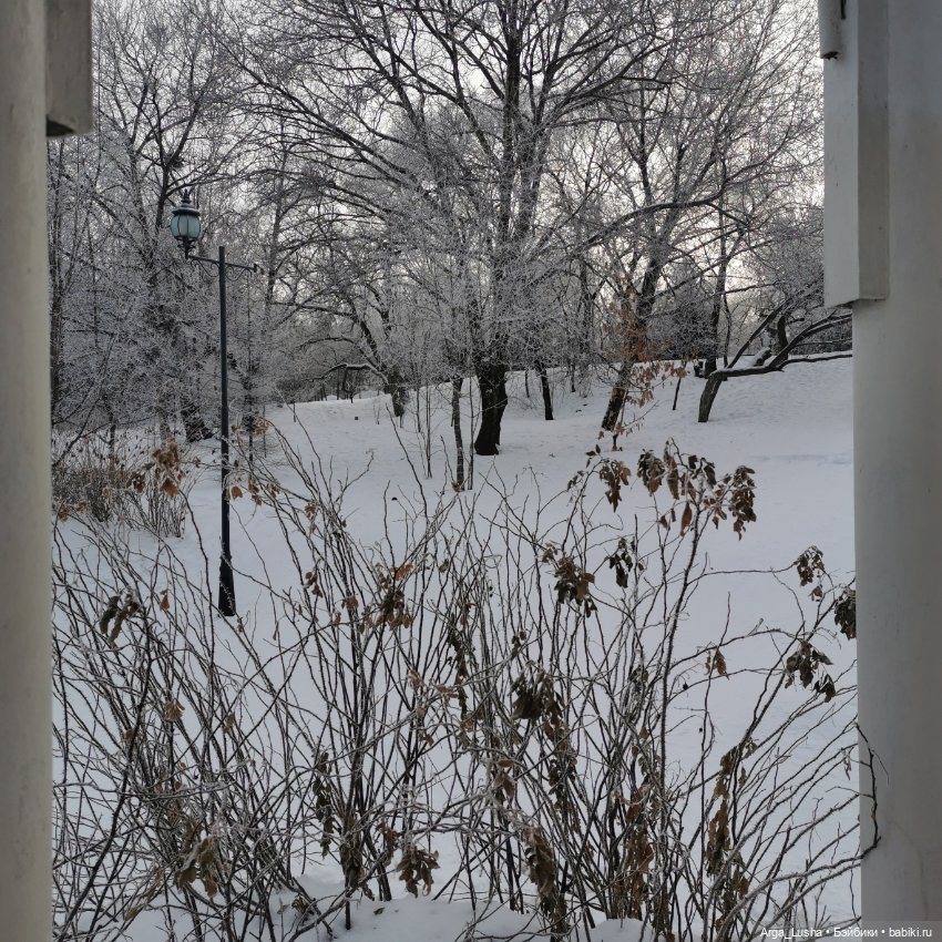 Паолочки + иней + зимний парк (фото 5)