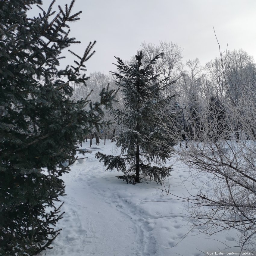 Паолочки + иней + зимний парк