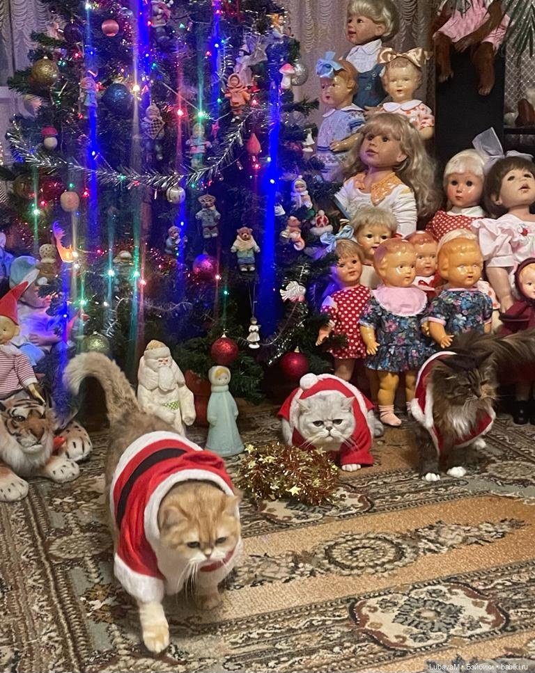 Новогодние кошки — В мире животных: смешные фото питомцев и зверей (фото 4)