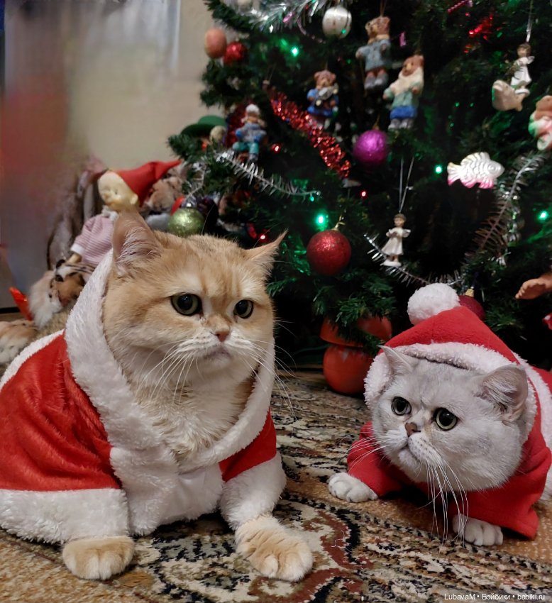 Новогодние кошки — В мире животных: смешные фото питомцев и зверей (фото 9)