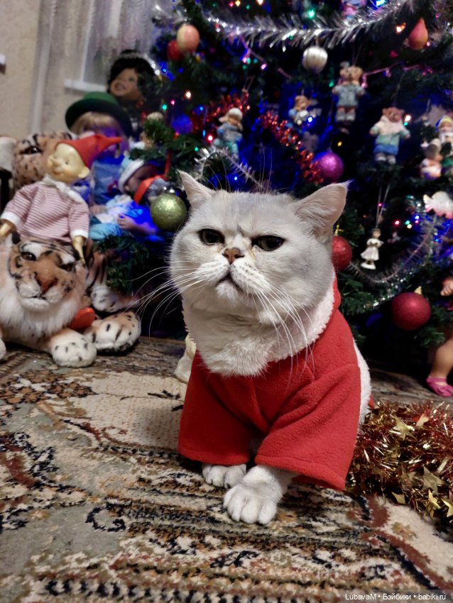 Новогодние кошки — В мире животных: смешные фото питомцев и зверей