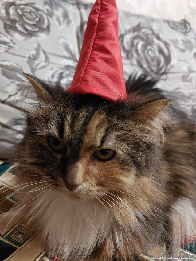 Новогодние кошки — В мире животных: смешные фото питомцев и зверей