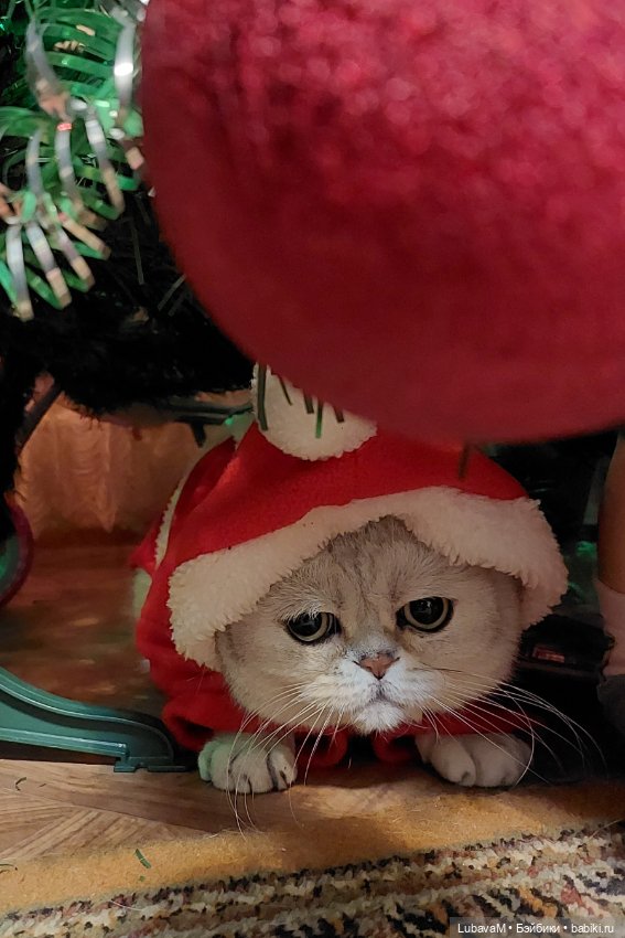 Новогодние кошки — В мире животных: смешные фото питомцев и зверей