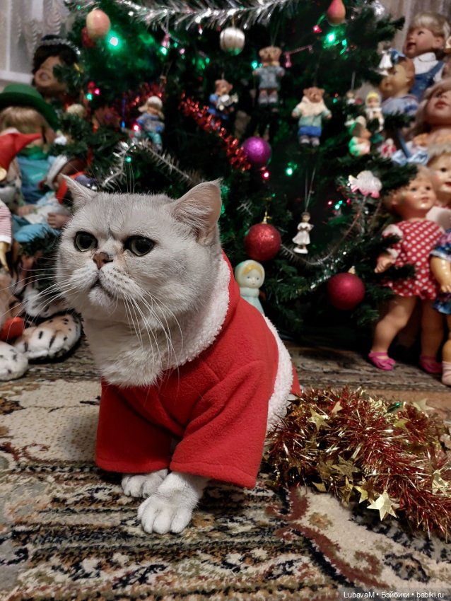 Новогодние кошки — В мире животных: смешные фото питомцев и зверей