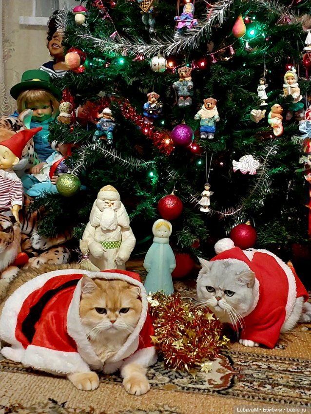 Новогодние кошки — В мире животных: смешные фото питомцев и зверей (фото 2)