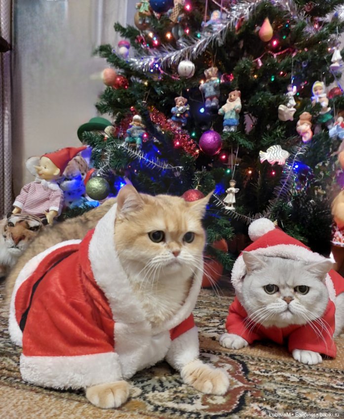 Новогодние кошки — В мире животных: смешные фото питомцев и зверей