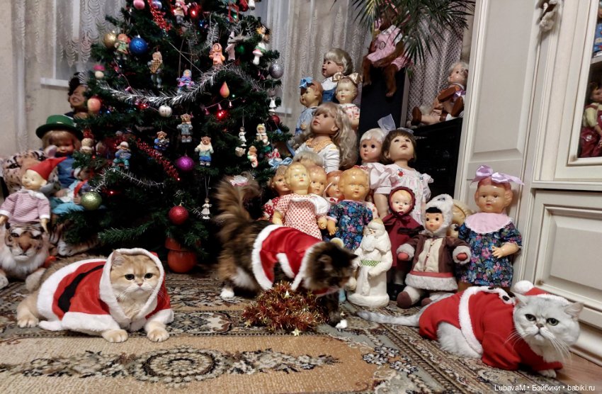 Новогодние кошки — В мире животных: смешные фото питомцев и зверей