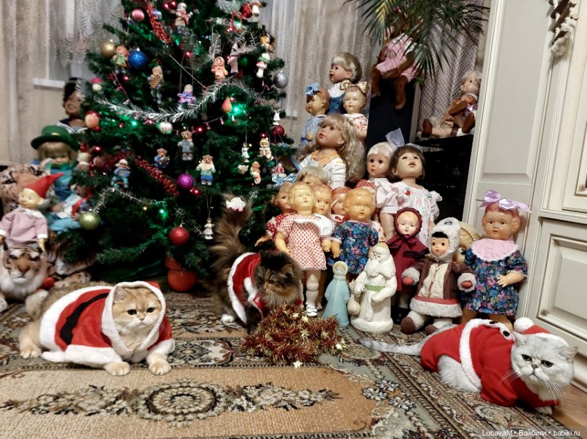 Новогодние кошки — В мире животных: смешные фото питомцев и зверей (фото 10)