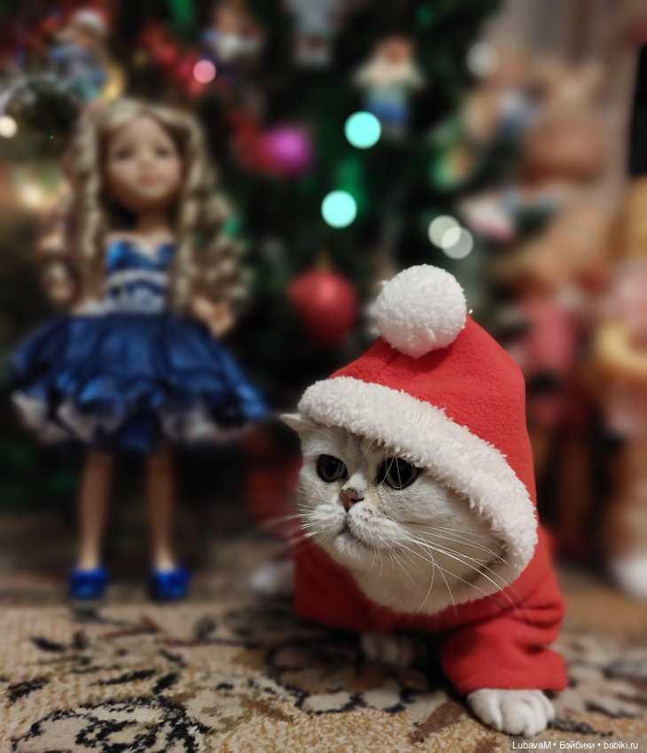Новогодние кошки — В мире животных: смешные фото питомцев и зверей (фото 6)