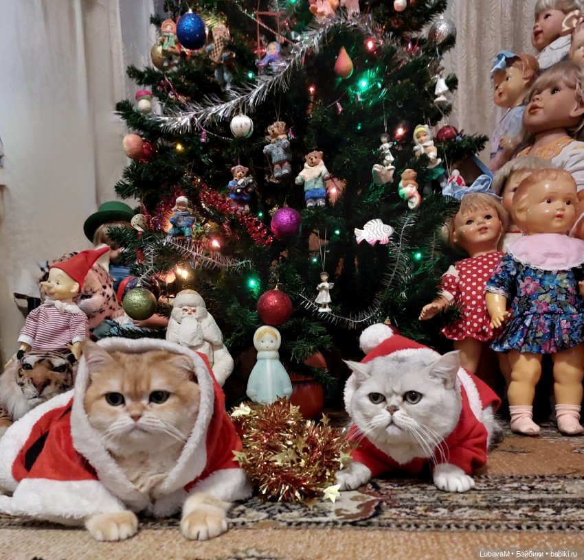 Новогодние кошки — В мире животных: смешные фото питомцев и зверей