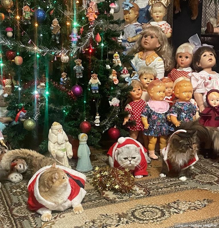 Новогодние кошки — В мире животных: смешные фото питомцев и зверей (фото 5)