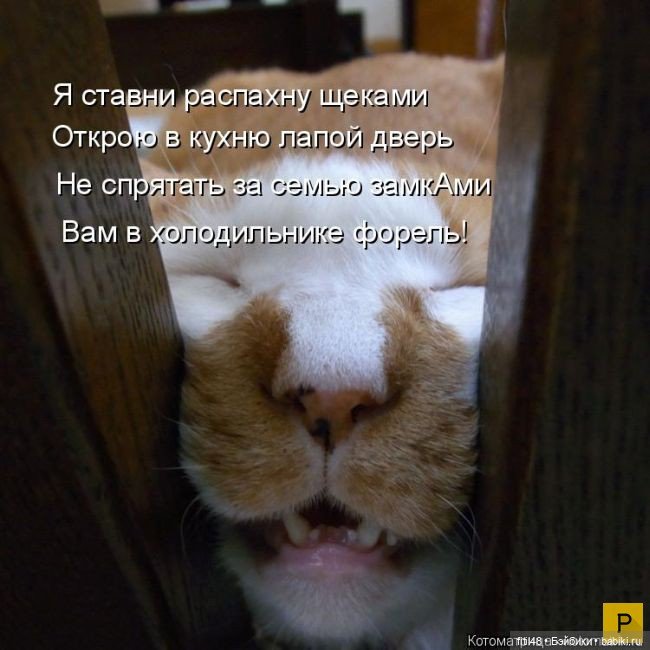 Новый год и рыжий кот — В мире животных: смешные фото питомцев и зверей (фото 10)