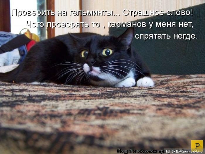 Новый год и рыжий кот — В мире животных: смешные фото питомцев и зверей