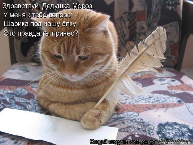 Новый год и рыжий кот — В мире животных: смешные фото питомцев и зверей (фото 4)