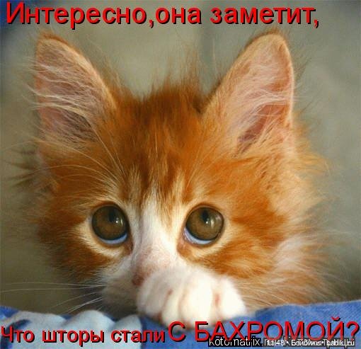 Новый год и рыжий кот — В мире животных: смешные фото питомцев и зверей