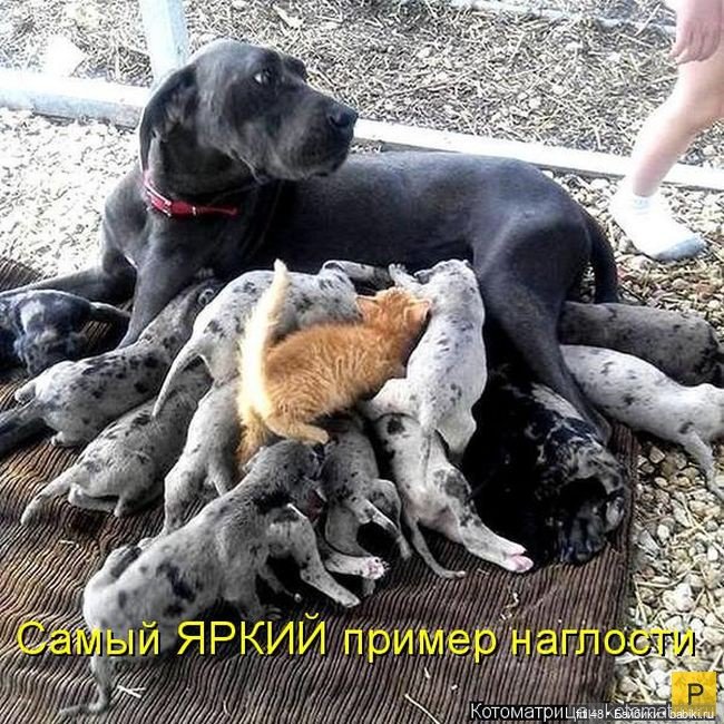 Новый год и рыжий кот — В мире животных: смешные фото питомцев и зверей