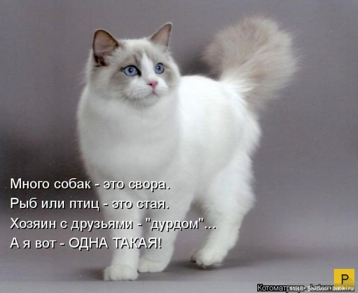 Новый год и рыжий кот — В мире животных: смешные фото питомцев и зверей