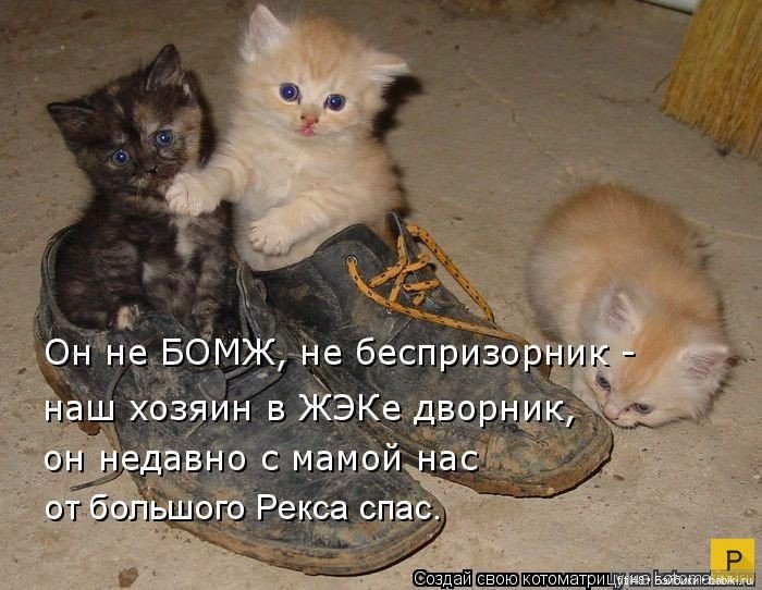 Новый год и рыжий кот — В мире животных: смешные фото питомцев и зверей