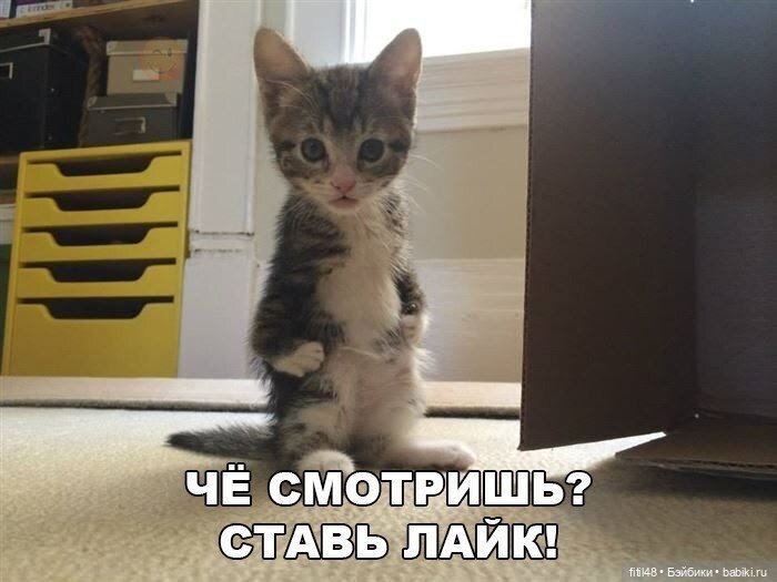 Новый год и рыжий кот — В мире животных: смешные фото питомцев и зверей