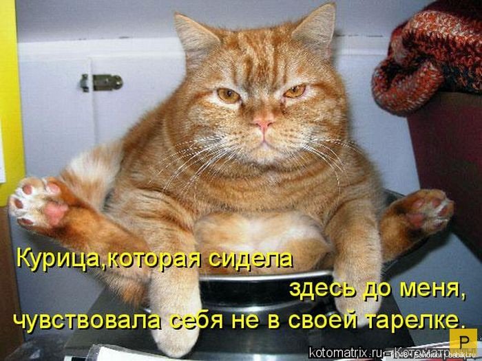 Новый год и рыжий кот — В мире животных: смешные фото питомцев и зверей (фото 5)