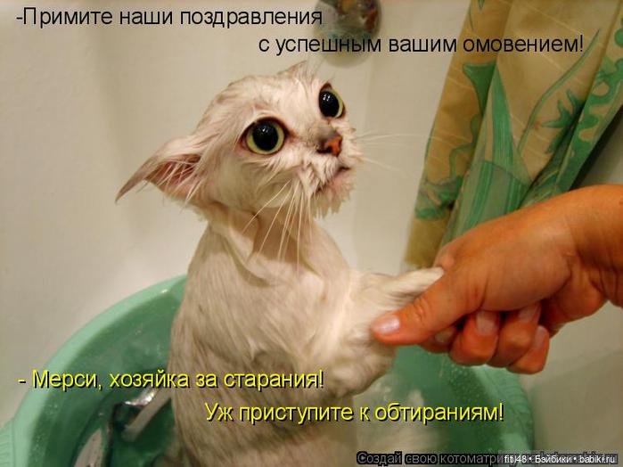 Новый год и рыжий кот — В мире животных: смешные фото питомцев и зверей