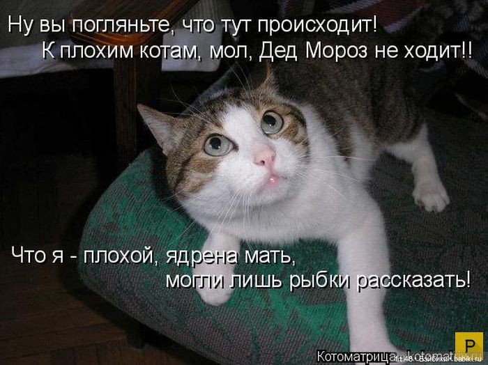 Новый год и рыжий кот — В мире животных: смешные фото питомцев и зверей (фото 9)