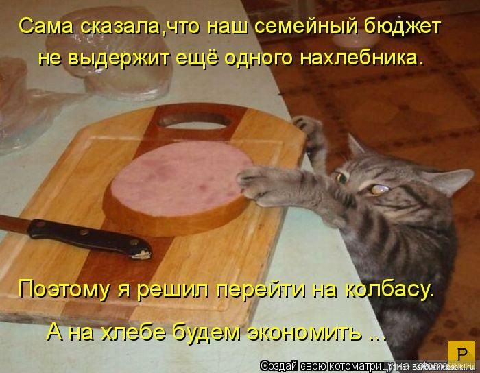 Новый год и рыжий кот — В мире животных: смешные фото питомцев и зверей