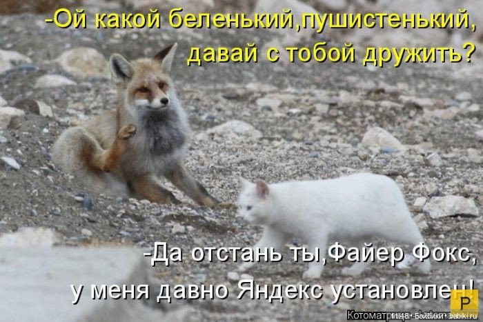 Новый год и рыжий кот — В мире животных: смешные фото питомцев и зверей (фото 8)