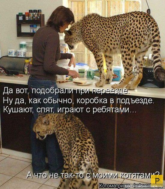 Новый год и рыжий кот — В мире животных: смешные фото питомцев и зверей