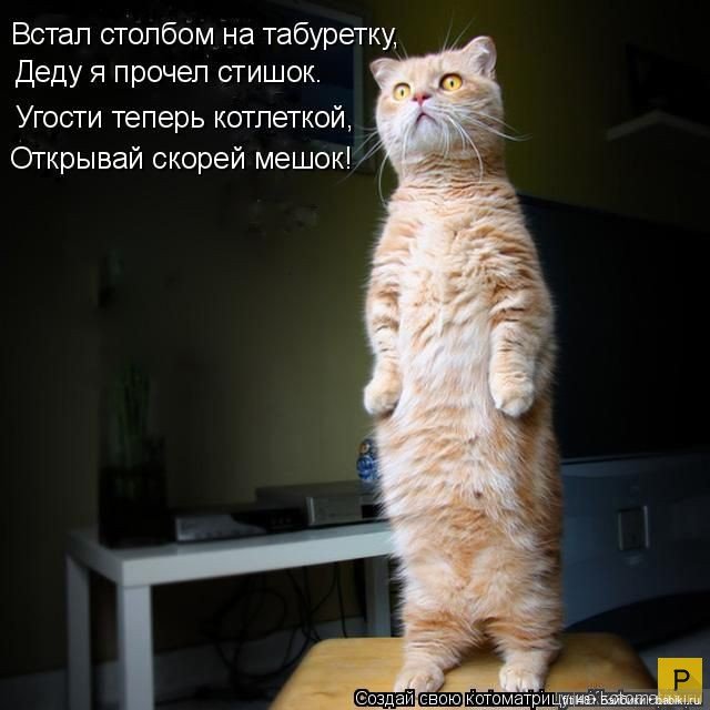 Новый год и рыжий кот — В мире животных: смешные фото питомцев и зверей (фото 6)