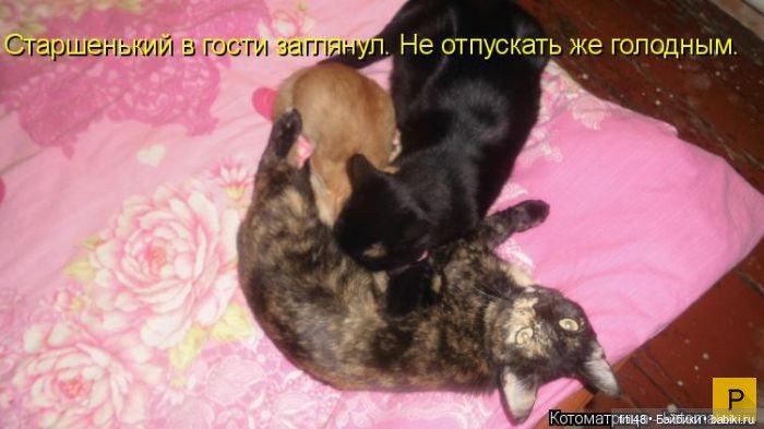 Новый год и рыжий кот — В мире животных: смешные фото питомцев и зверей