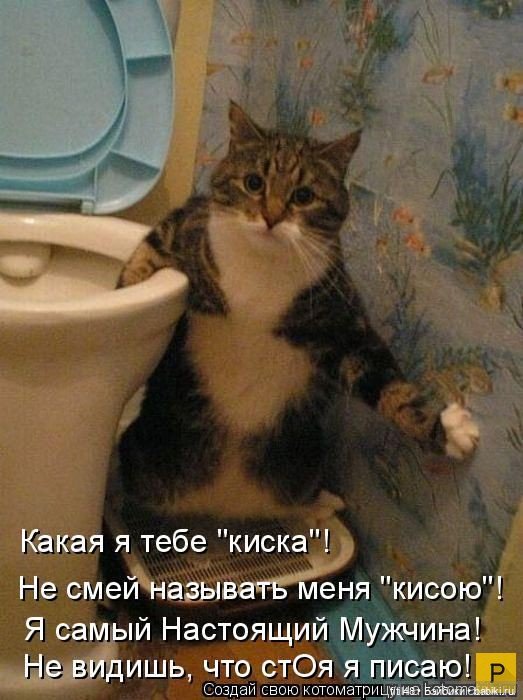 Новый год и рыжий кот — В мире животных: смешные фото питомцев и зверей